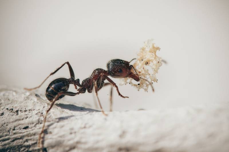 Se débarrasser des fourmis au Havre 